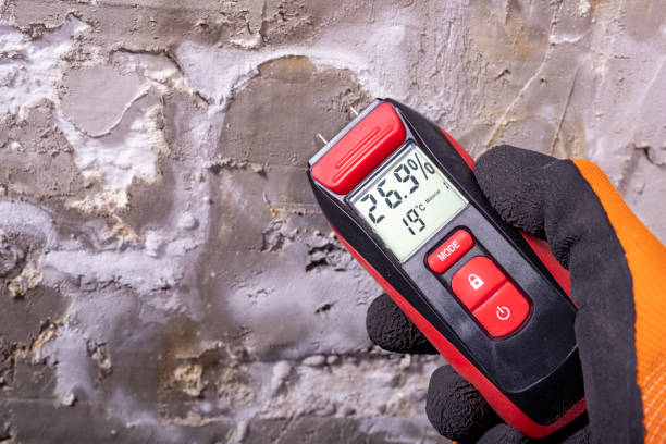 Mold Removal Process in Castroville, TX